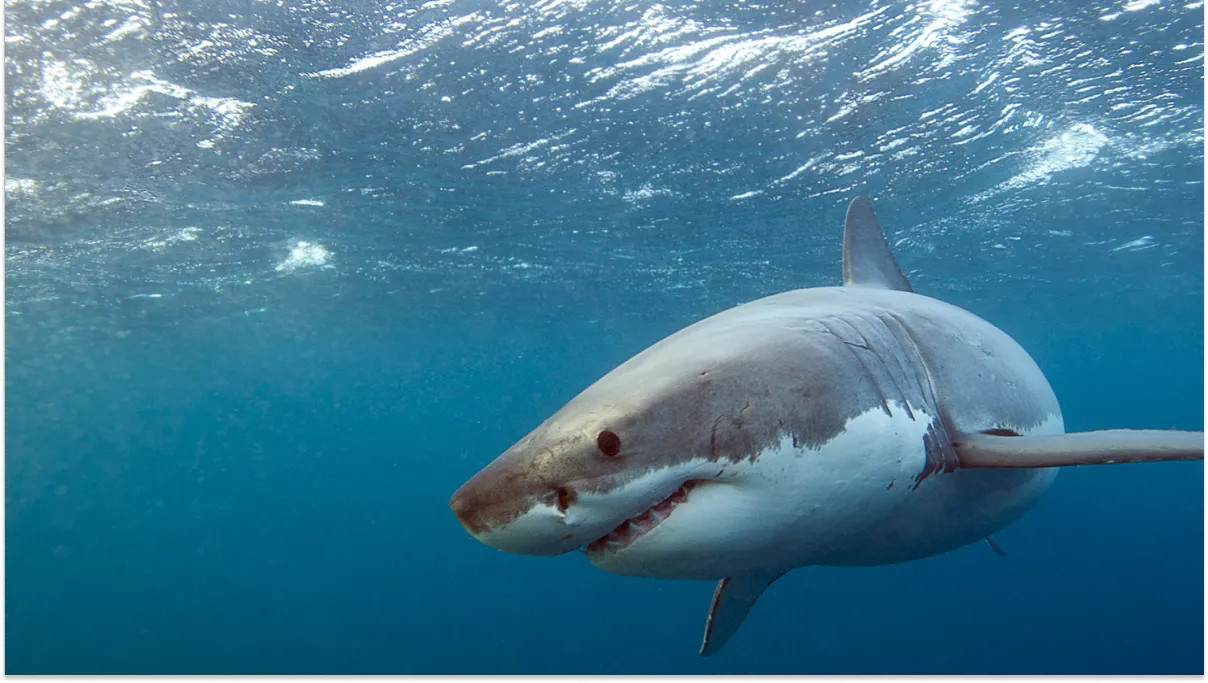 Cocaine sharks tests off the coast of Brazil