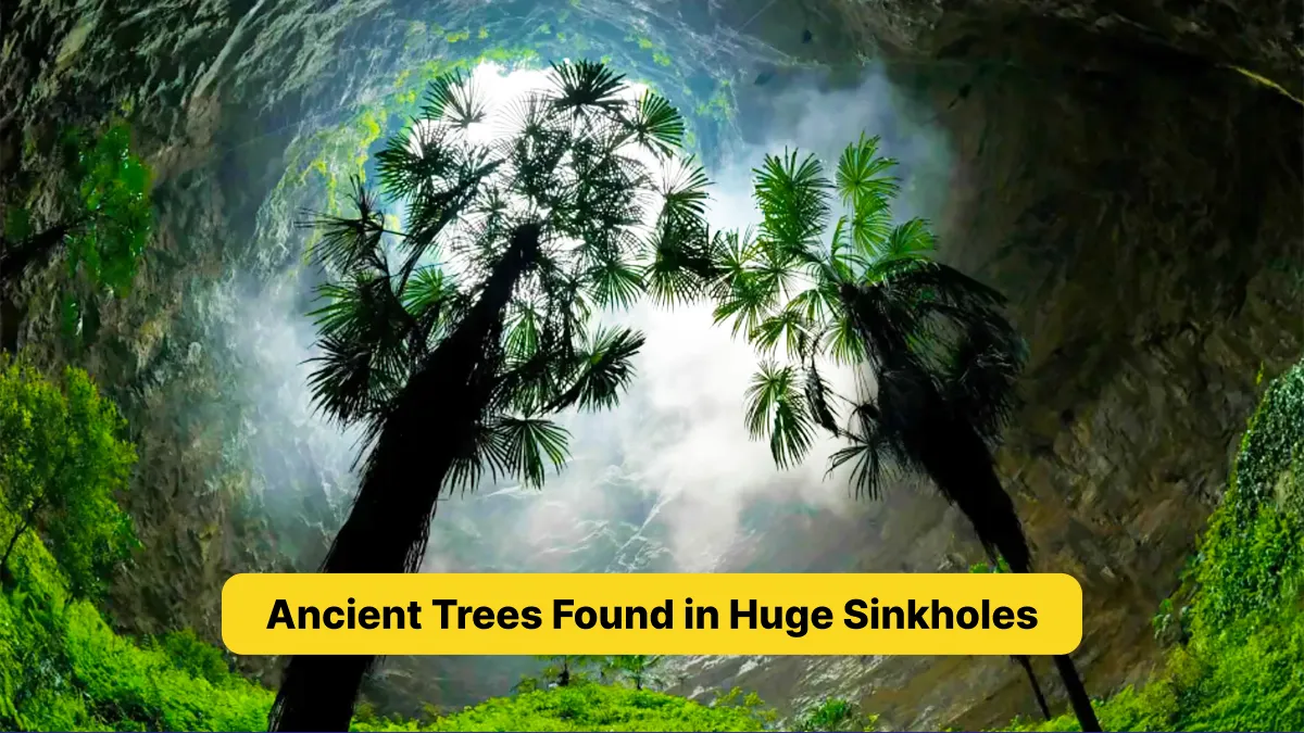 Ancient Trees Found in Huge Sinkholes