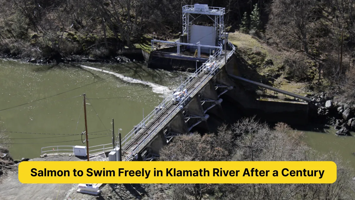 Salmon to Swim Freely in Klamath River After a Century