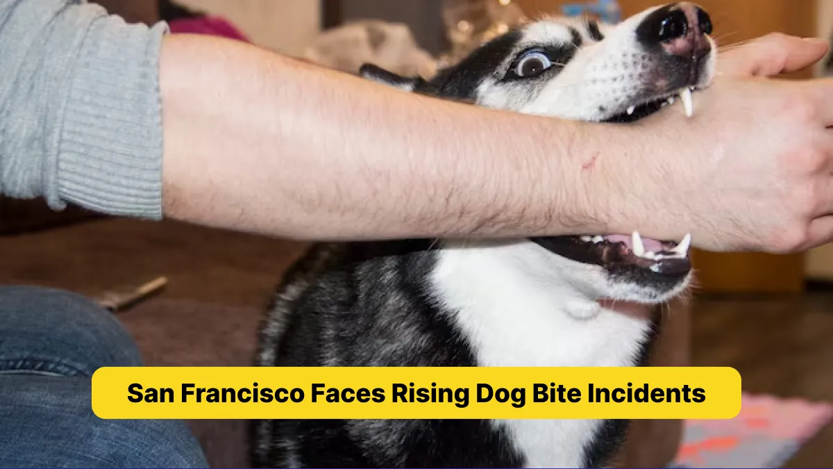 San Francisco Faces Rising Dog Bite Incidents
