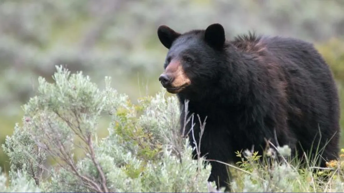 Terrifying Bear Attack_ Child Injured in Tent at Montana Campground