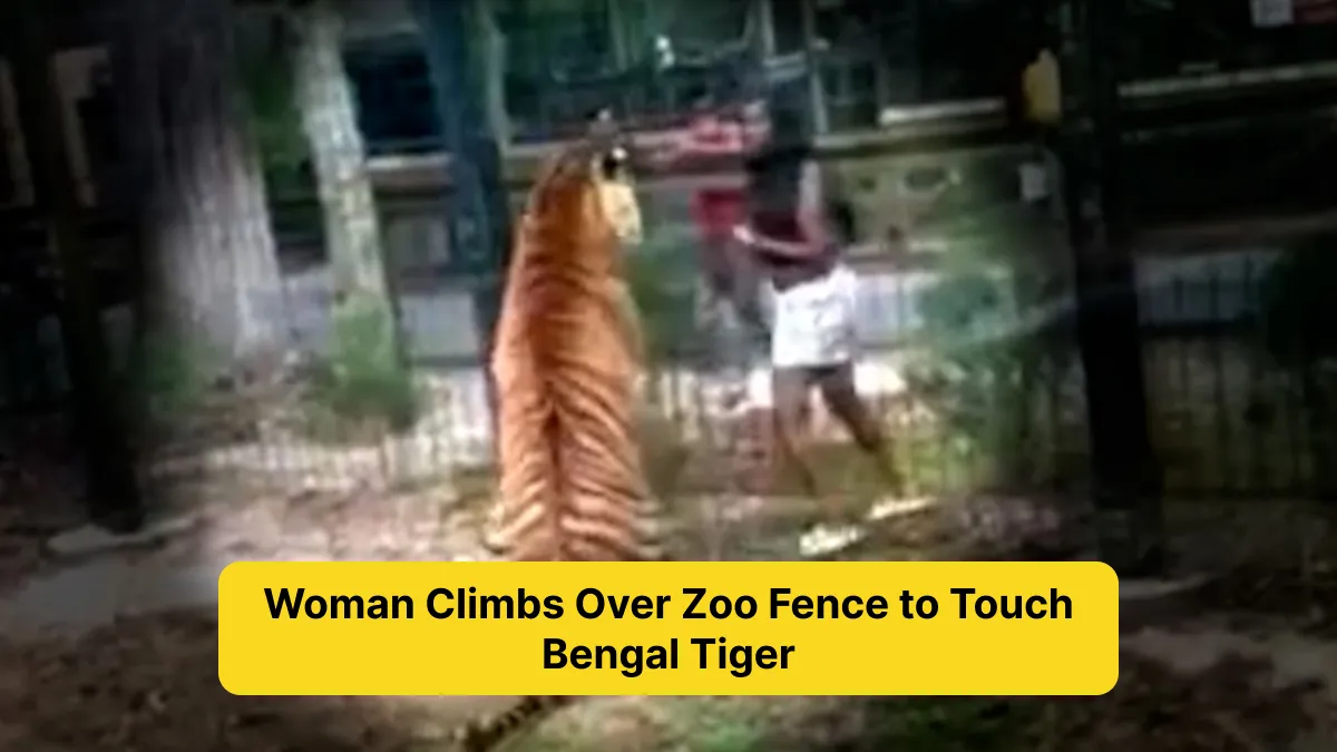 Woman Climbs Over Zoo Fence to Touch Bengal Tiger